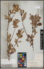 Foto von Salix aurita L. x Salix caprea L.